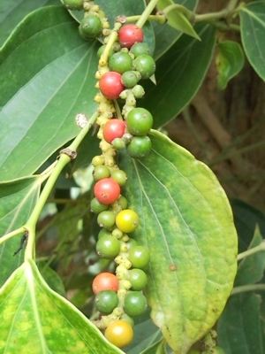 Pfeffer frisch Grün aus Kampot